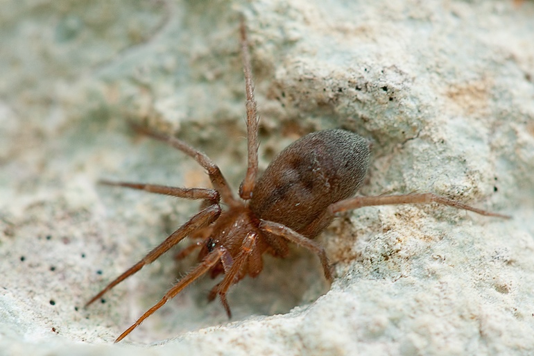Mesiotelus tenuissimus